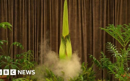 Thousands await stinky plant's rare bloom