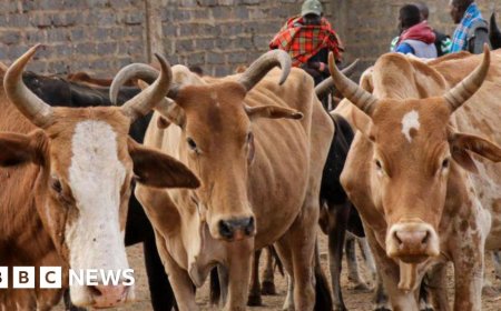 Backlash in Kenya over livestock vaccines and belching cows
