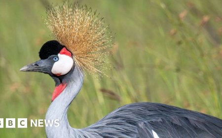 Why Uganda's iconic crested crane faces extinction