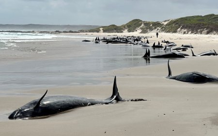 More than 150 false killer whales stranded on beach in Australia’s Tasmania