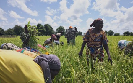 Offensive Agricole: Burkina Faso | Africa’s New Directions