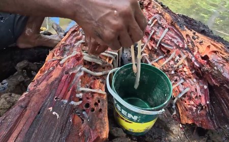 ‘Wormy’ Philippine delicacy could hold key to better human antibiotics