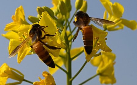Climate crisis threatens Pakistan’s bees and honey trade