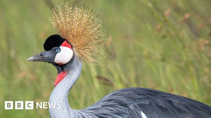 Why Uganda's iconic crested crane faces extinction