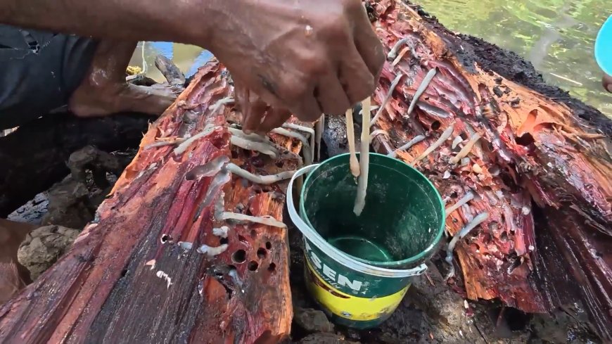 ‘Wormy’ Philippine delicacy could hold key to better human antibiotics